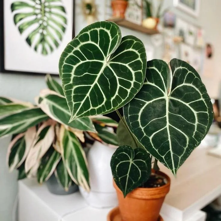 Anthurium Clarinervium, Anthurium clarinervium