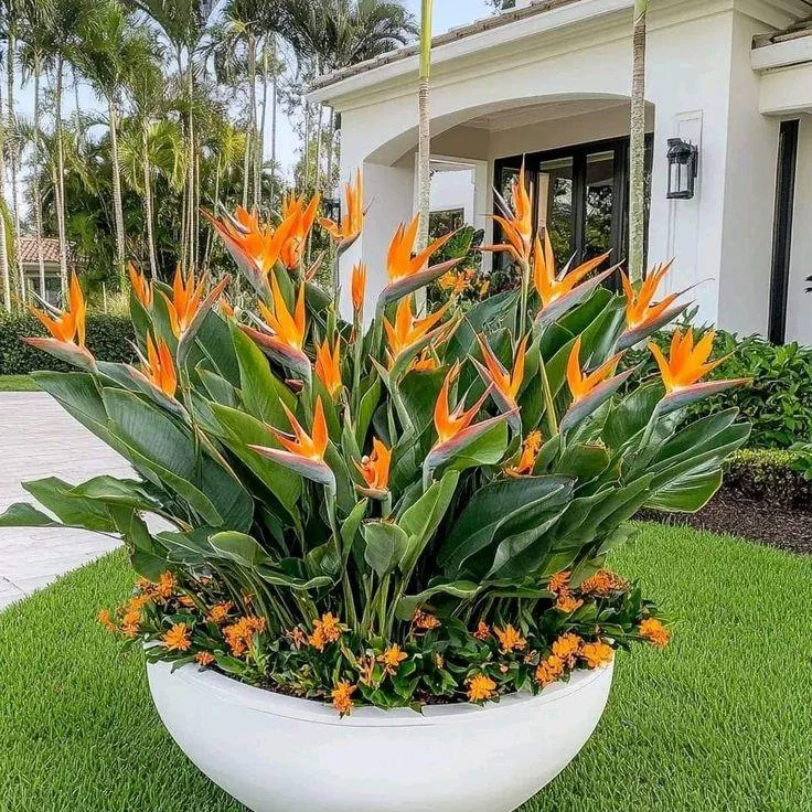 Bird of Paradise, Strelitzia reginae