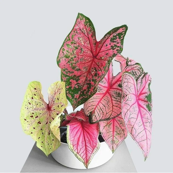 Caladium Bicolor, Caladium bicolor