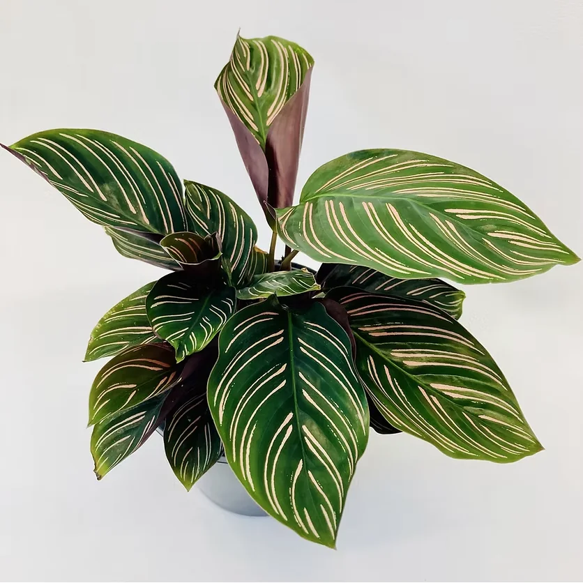 Calathea Pinstripe, Goeppertia ornata