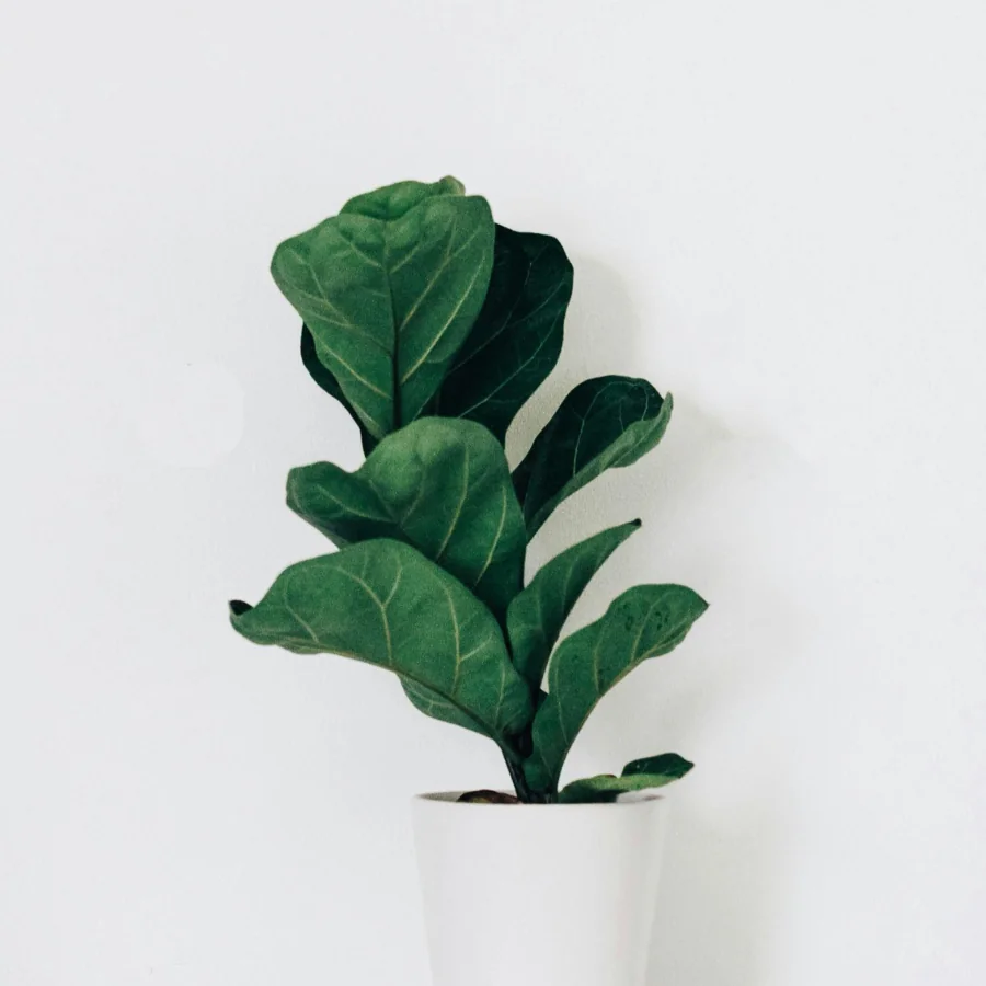 Fiddle Leaf Fig, Ficus lyrata