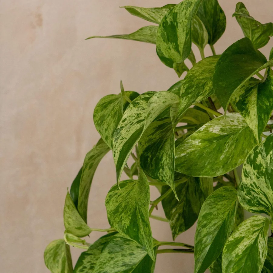 Money Plant, Epipremnum aureum