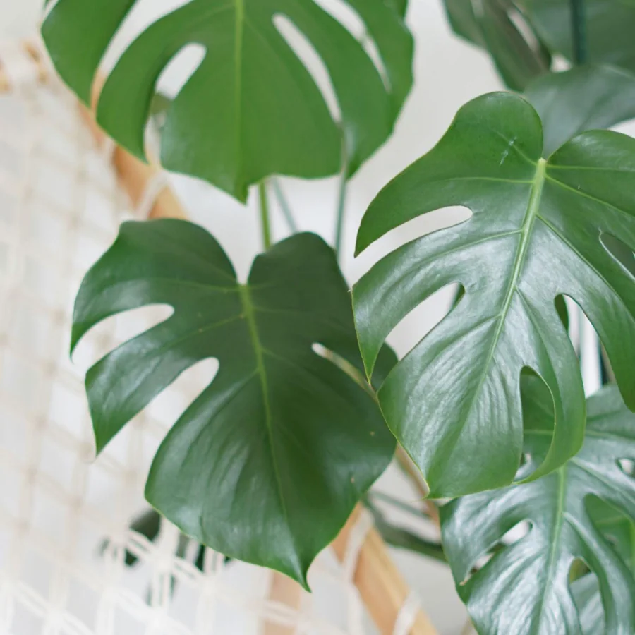 Monstera, Monstera deliciosa