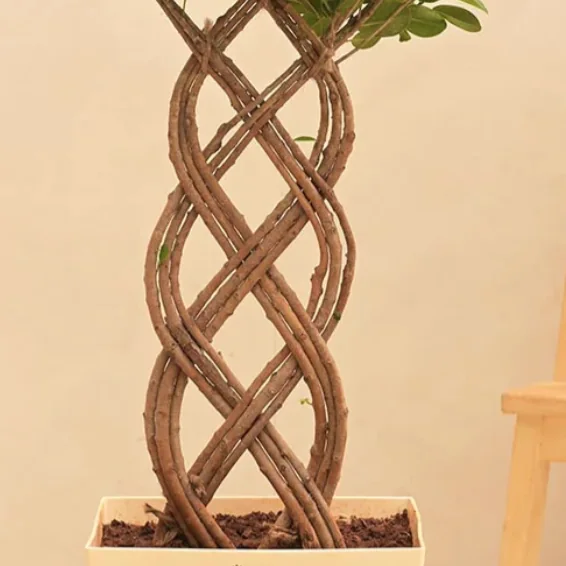 Netted Ficus, Ficus retusa
