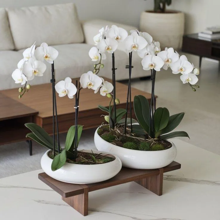 Orchid, Phalaenopsis
