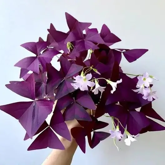 Purple Oxalis, Oxalis triangularis