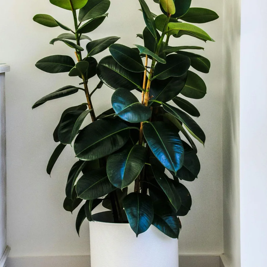Rubber Plant, Ficus elastica