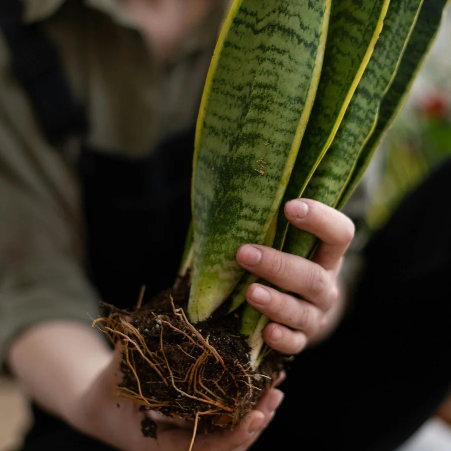 Snake Plant, Dracaena trifasciata
