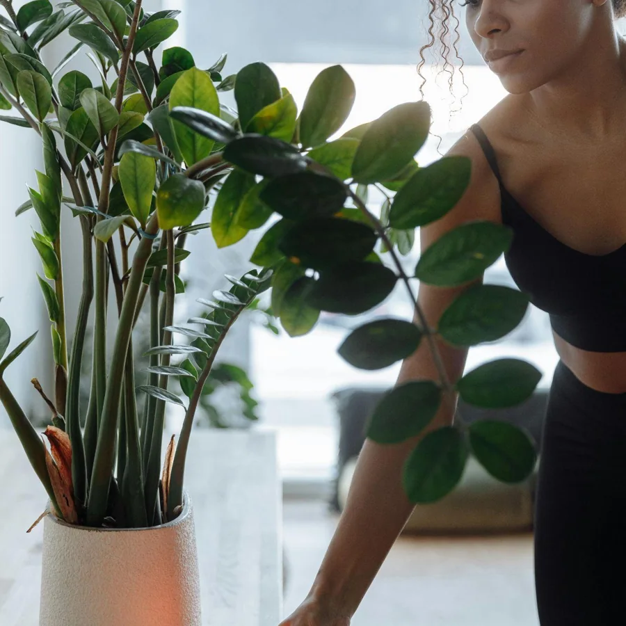 ZZ Plant, Zamioculcas zamiifolia