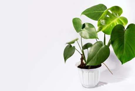 Low-Maintenance Plants Perfect for Busy Indian Lifestyles