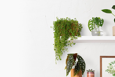 Indoor Plants for Apartments: Space-Saving Green Companions