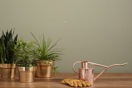 Best Indoor Plants for Purifying Air in Indian Cities