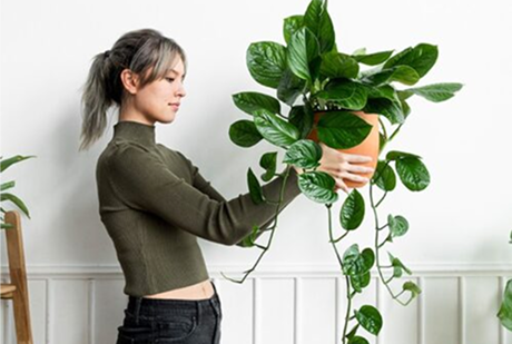 Vastu Shastra & Indoor Plants: Bringing Positivity into Your Home