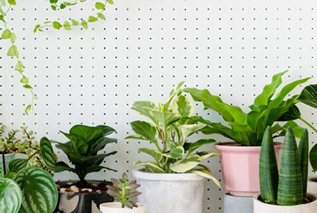 Indoor Plants That Are Safe (and Unsafe) for Pets & Kids