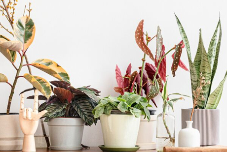Top 10 Indoor Plants for Indian Homes: Easy to Grow & Maintain