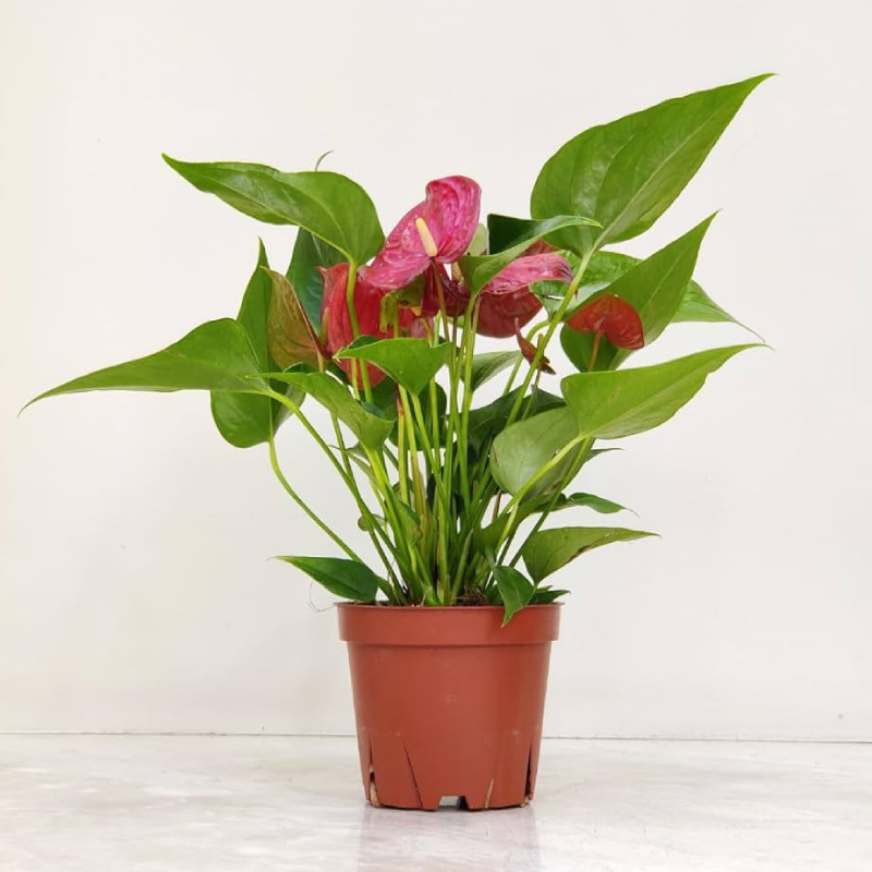 Anthurium red and pink