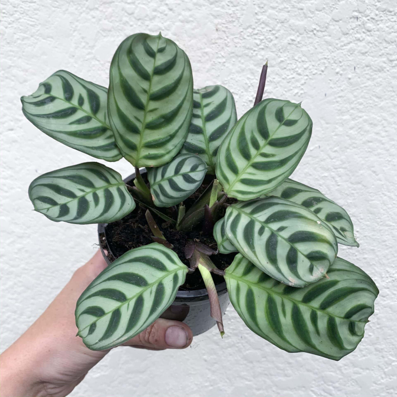 Fishbone prayer Plant