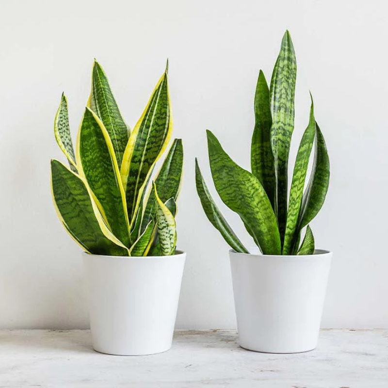 _Snake plant